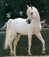 /album/galerie-photos/chevaux-4-jpg/